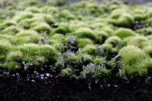 groene dakbedekking